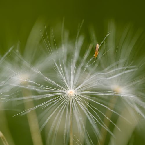 Free Close-up of a dandelion seed with a tiny insect, showcasing delicate and fluffy textures. Stock Photo