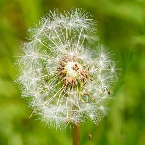 Gratis lagerfoto af blomst, eng, grøn baggrund