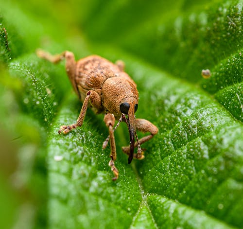 곤충, 동물 사진, 딱정벌레의 무료 스톡 사진