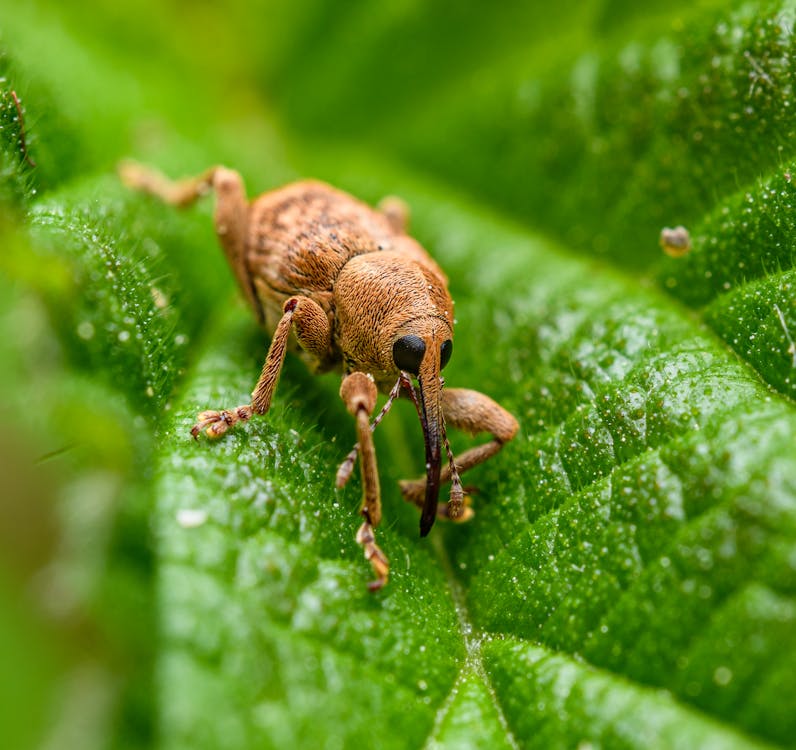 Foto d'estoc gratuïta de beetle, corc, enfocament selectiu