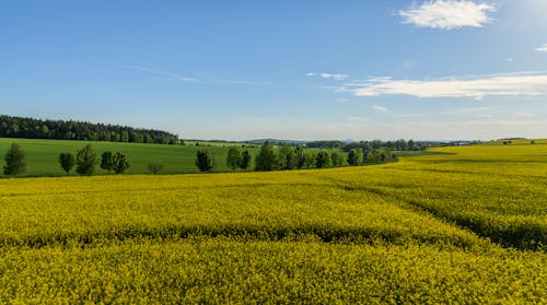 A field of yellow canola flowers with a blue sky