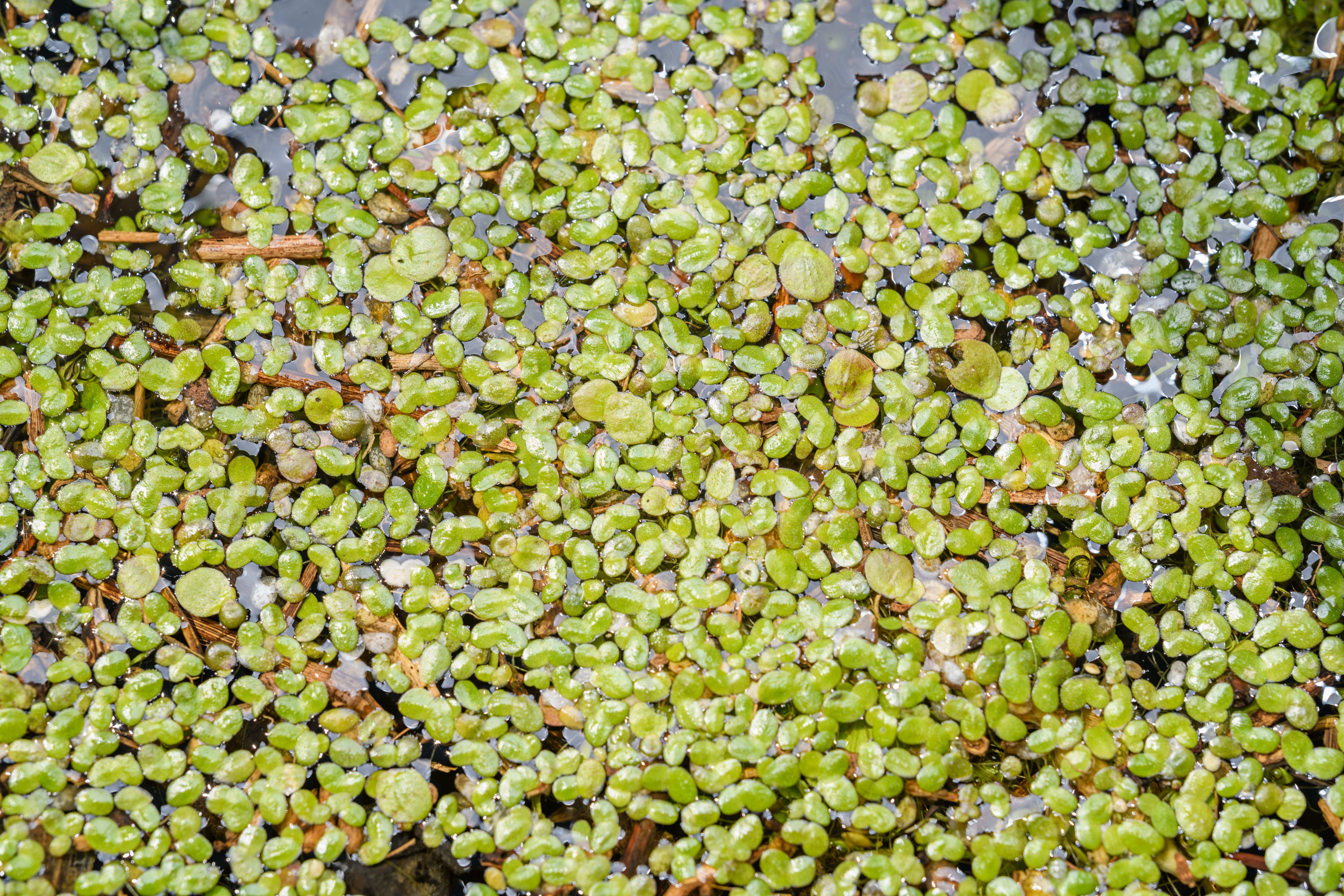 Lemna Minor Botanical Photo