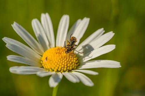 A bee sits on a daisy flower in a field