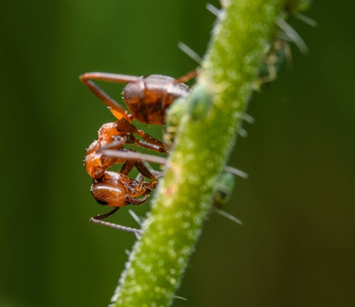 A small ant is on top of a plant