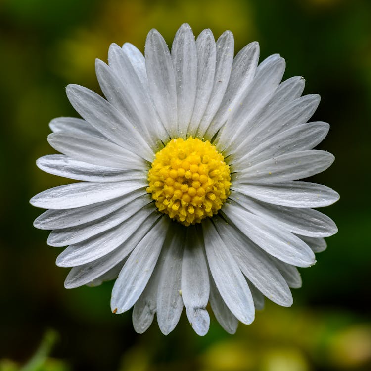 Kostnadsfri bild av daisy, delikat, flora