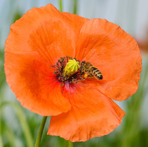A bee is sitting on an orange flower