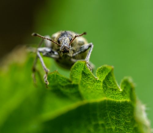 Free Macro shot of a beetle perched on a leaf with a soft green background. Stock Photo