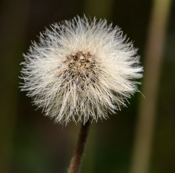 A striking close-up of a dandelion seed head, showcasing intricate details and natural beauty.
