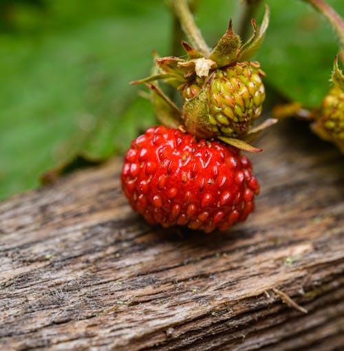 A close up of a strawberry on a wooden log