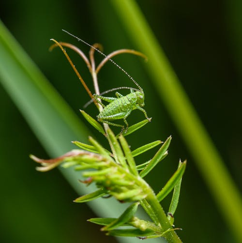 A green grasshopper sits on top of a plant