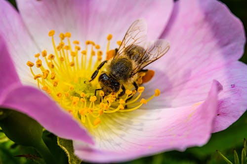 Foto profissional grátis de abelha, cor-de-rosa, estames