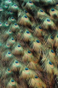 Close-up of vibrant peacock feathers showcasing intricate patterns and colors in Jönköping, Sweden.
