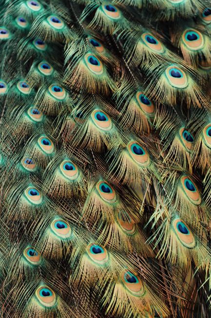 Close-up of vibrant peacock feathers showcasing intricate patterns and colors in Jönköping, Sweden.