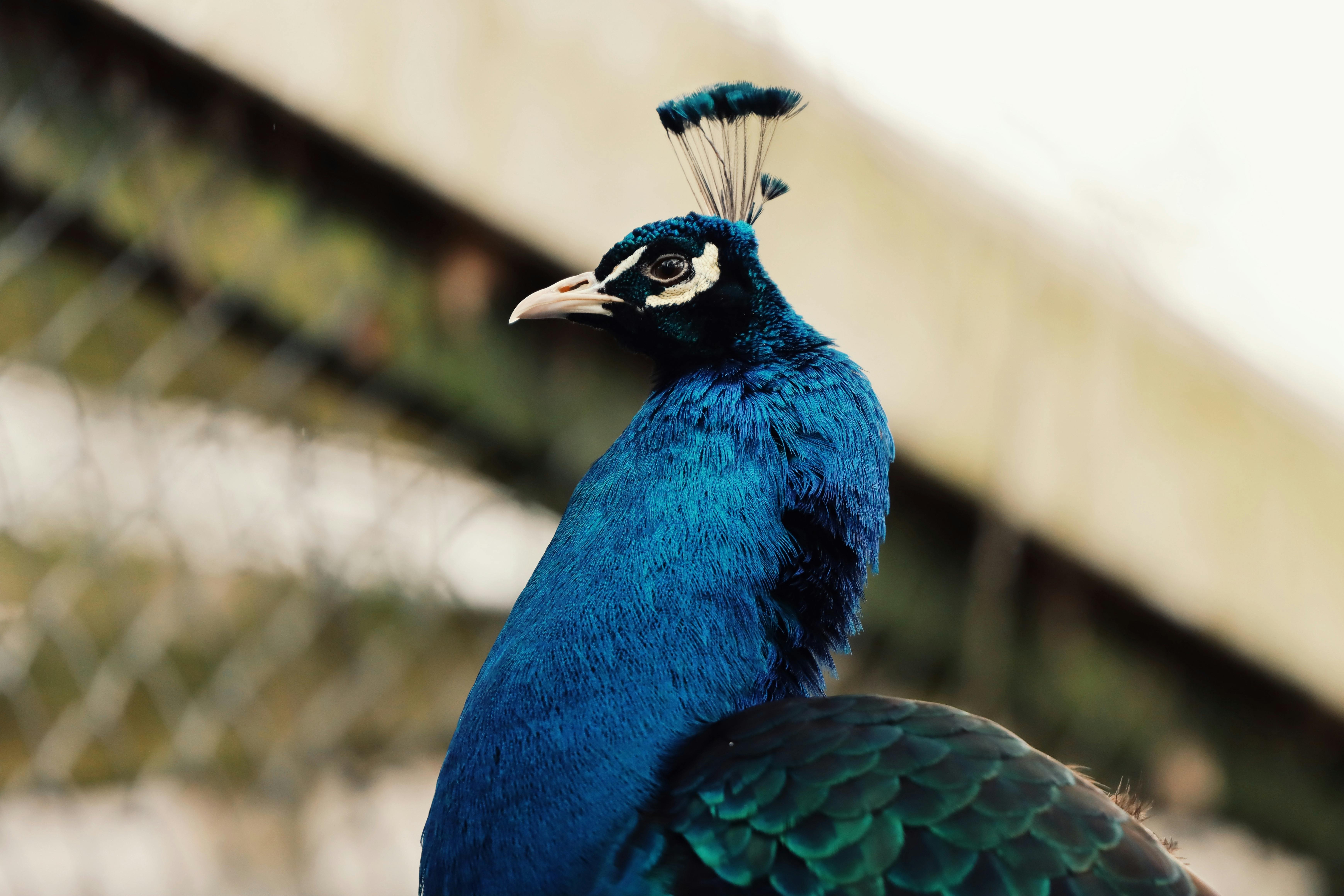 Close-up of a blue peacock with stunning feathers at a zoo in Jönköping, Sweden.