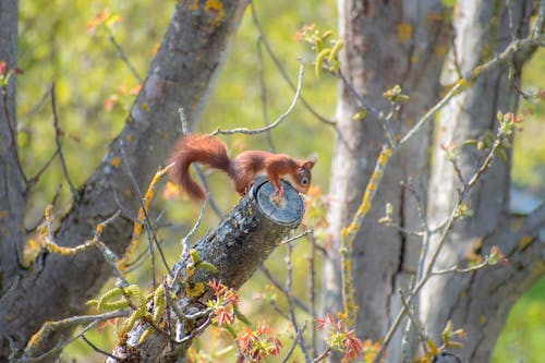 Curious Baby Squirrel