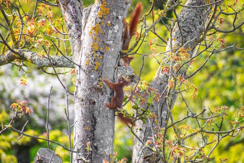 Foto profissional grátis de ao ar livre, árvore, bebe esquilo