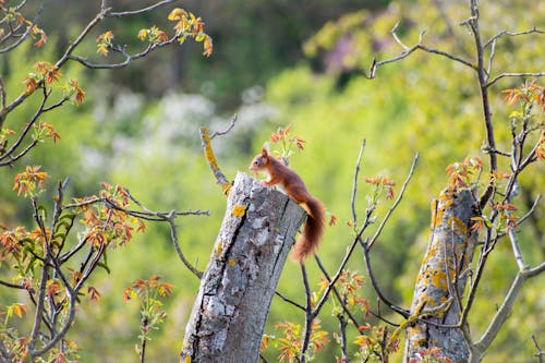Foto profissional grátis de esquilo, floresta, foco seletivo