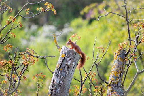 Squirrel on Tree Trunk