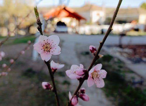 Základová fotografie zdarma na téma broskvové květiny, brzké jaro, doma
