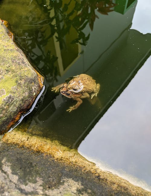 Foto d'estoc gratuïta de granota