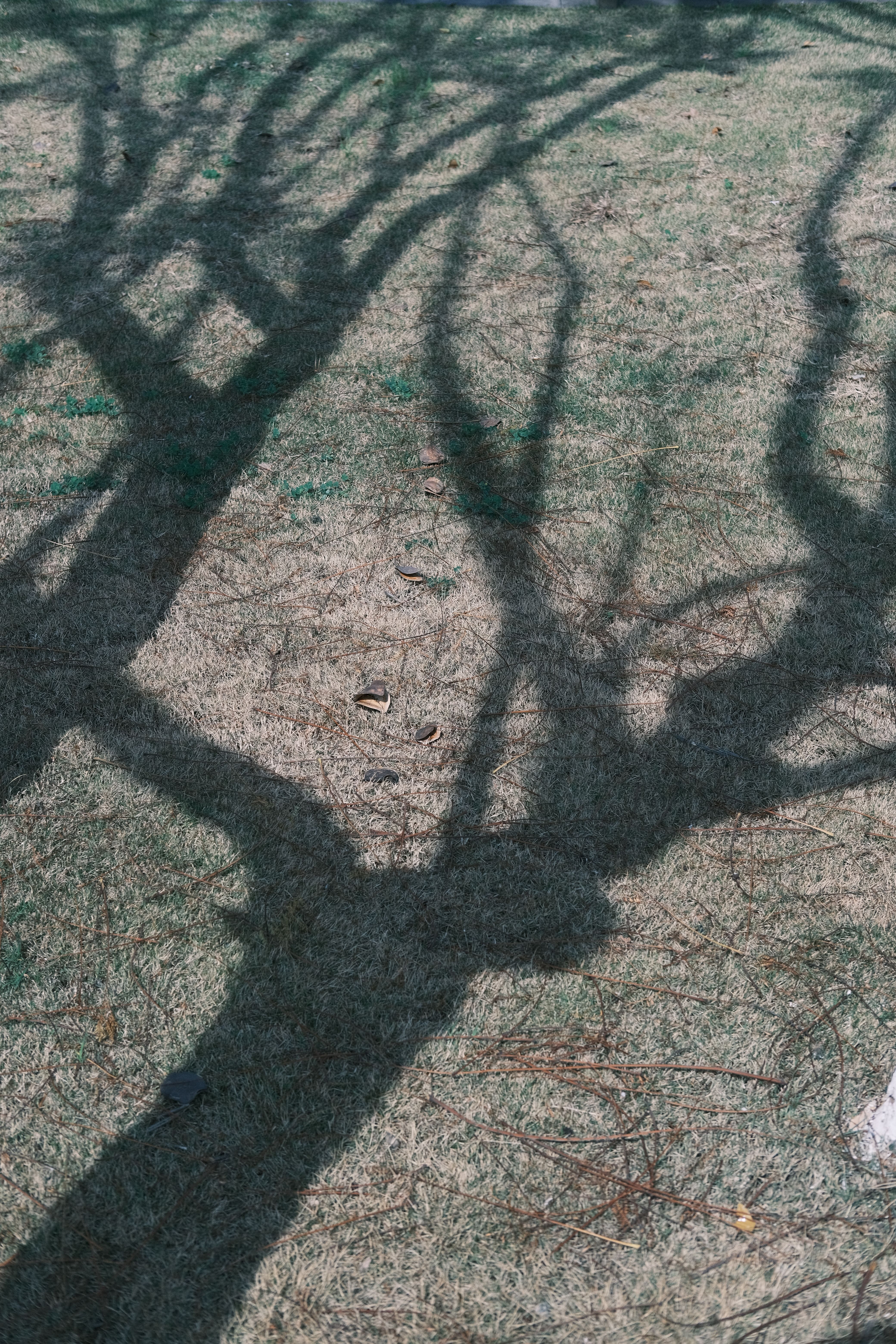 A tree with its shadow on the ground · Free Stock Photo