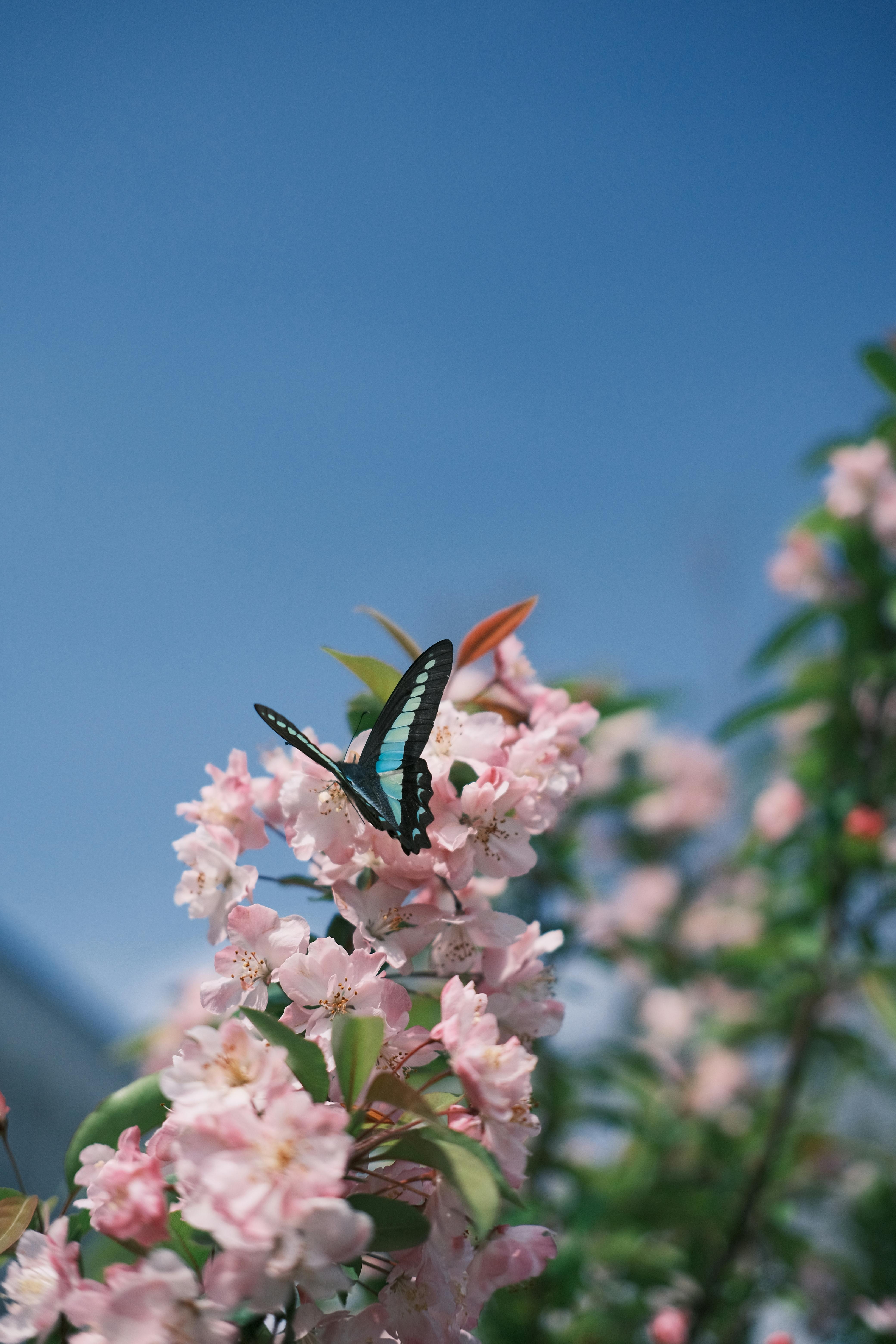 Stunning close-up of a butterfly perched on cherry blossoms against a clear blue sky, capturing the essence of spring.