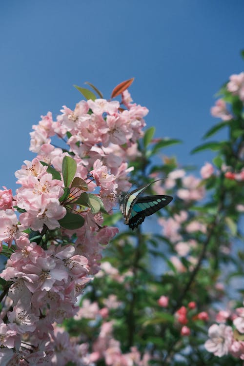 A butterfly on a pink blossom in the spring