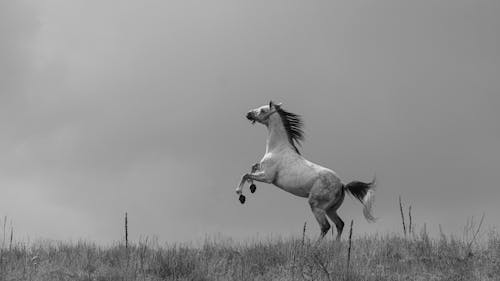Δωρεάν στοκ φωτογραφιών με αγροτικός, άλογο, ασπρόμαυρο