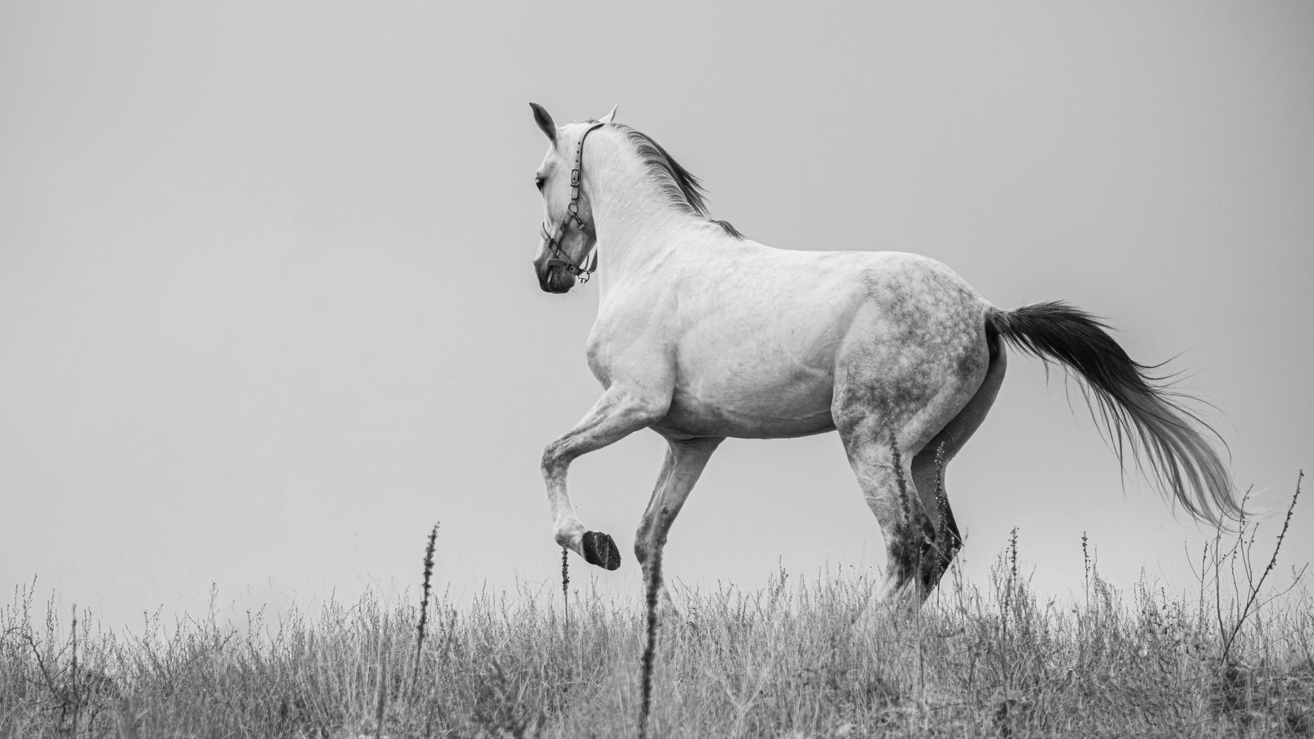 Reiten im Galopp übers Feld