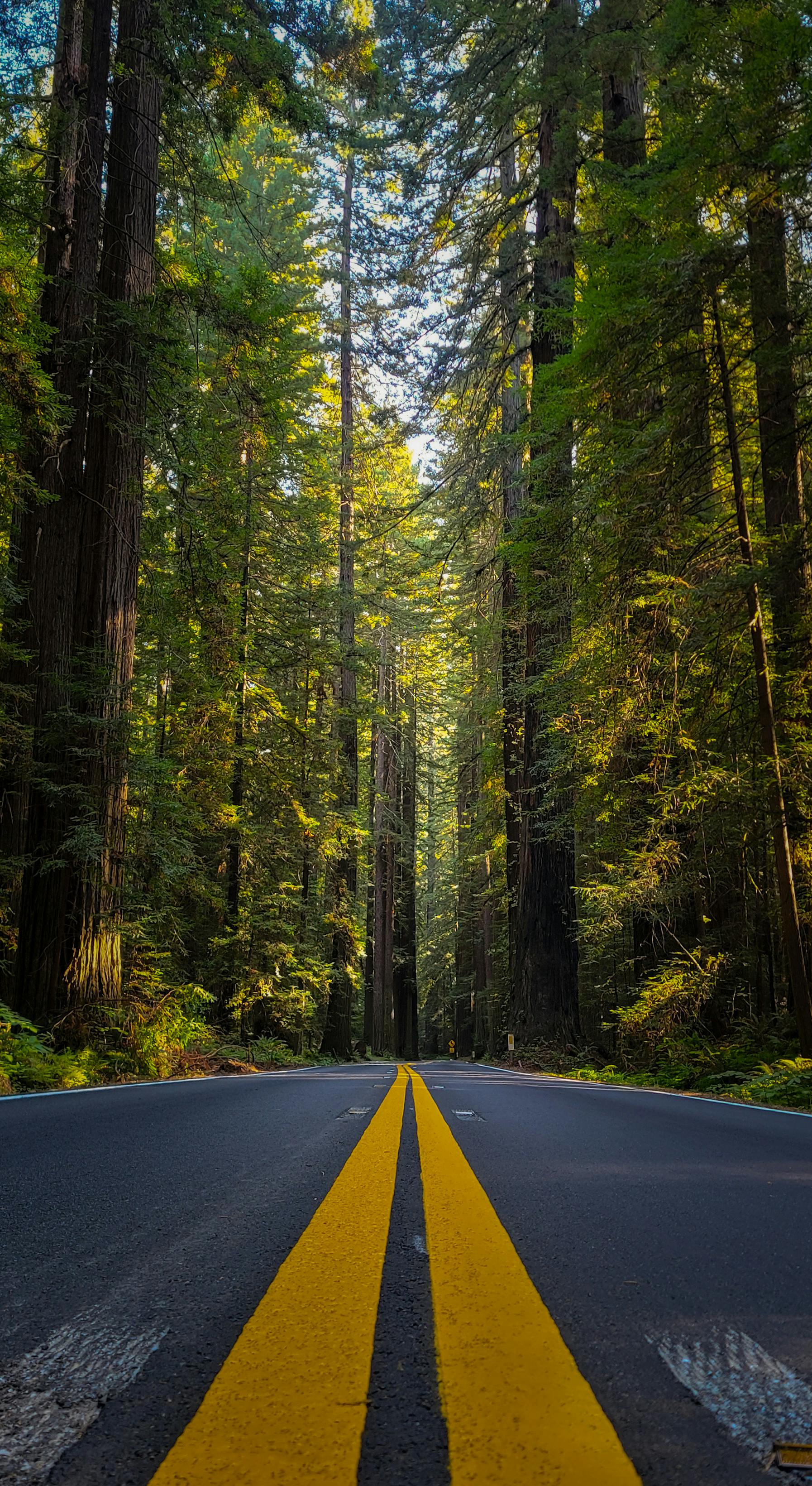 road among tall trees in valley of the giants in oregon in usa