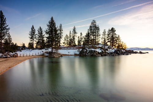 Photos gratuites de arbres, californie, états-unis