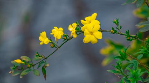 Free Detailed view of vibrant yellow winter jasmine flowers blooming on a branch in Hangzhou, China. Stock Photo