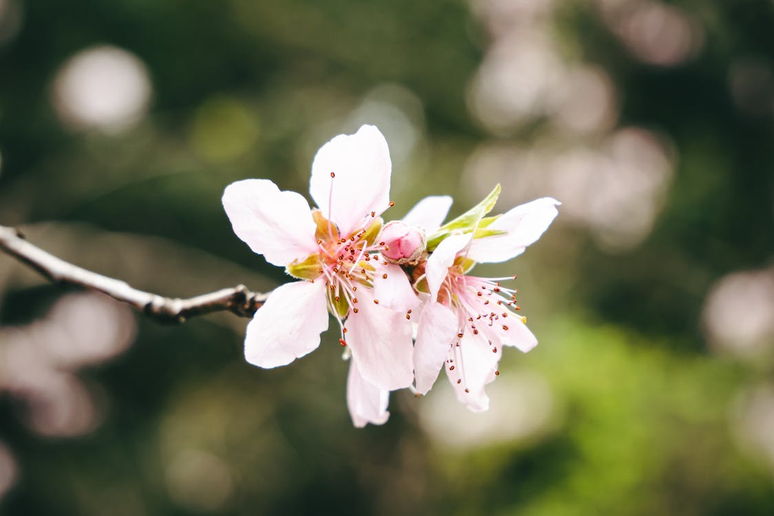 Close-up of a Cherry Blossom Branch