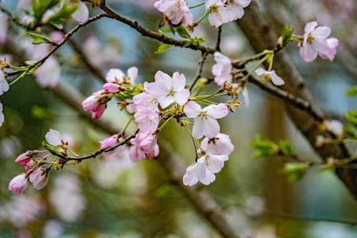 가지, 봄, 분홍색의 무료 스톡 사진