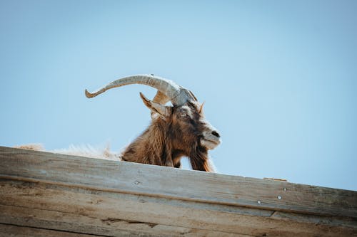 A goat with long horns is sitting on top of a roof