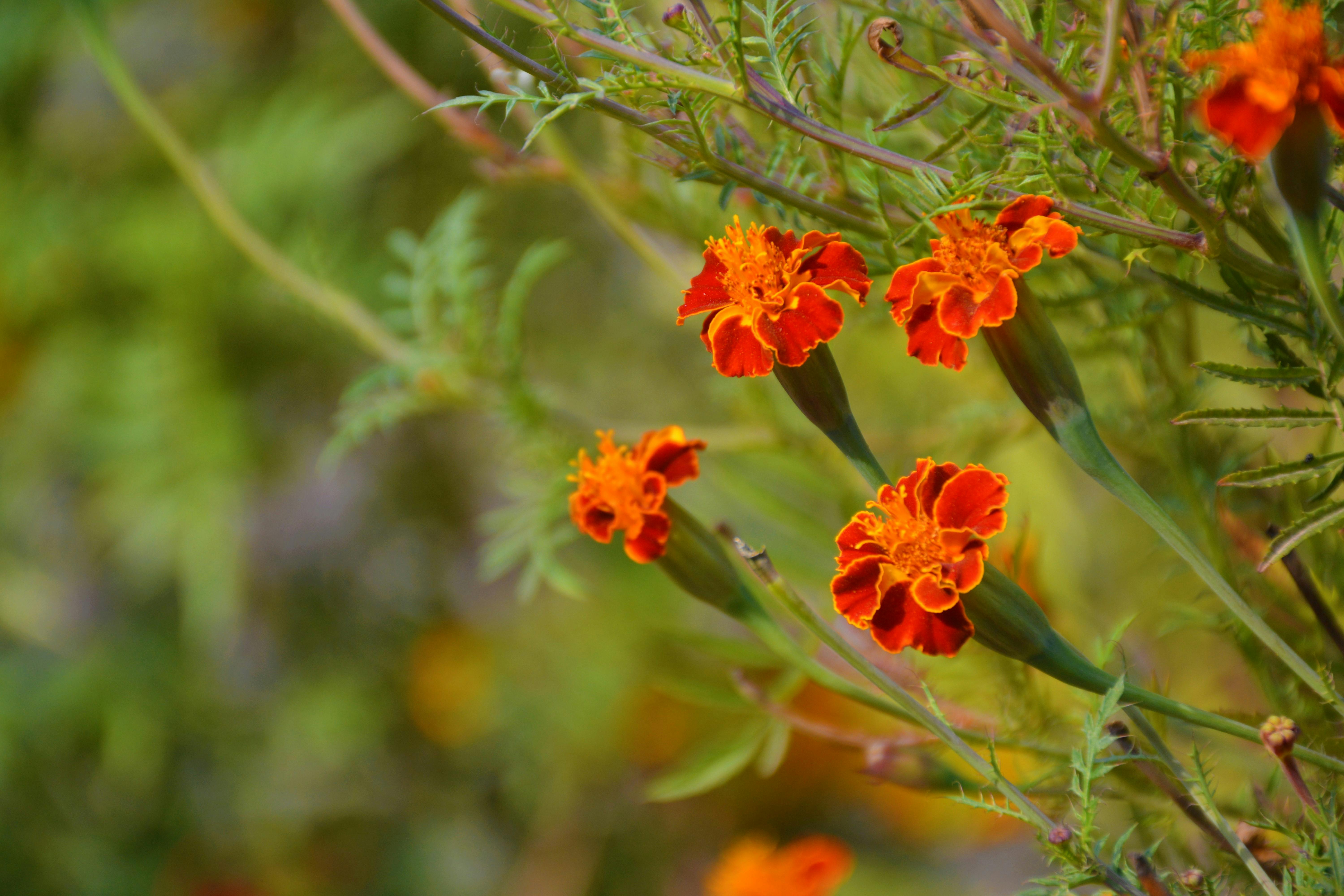 Foto stok gratis tentang bunga  marigold marigold