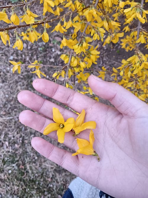 Бесплатное стоковое фото с желтый цвет, зимний жасмин