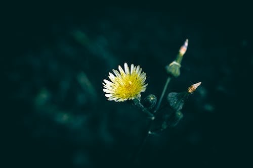 Безкоштовне стокове фото на тему «Вибірковий фокус, дика квітка, жовта квітка»