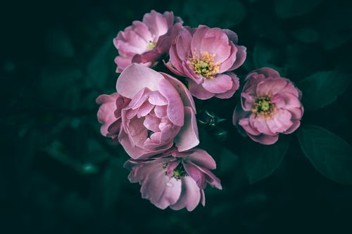 Free A stunning close-up of blooming pink roses with a dark green background, capturing elegance and romance. Stock Photo