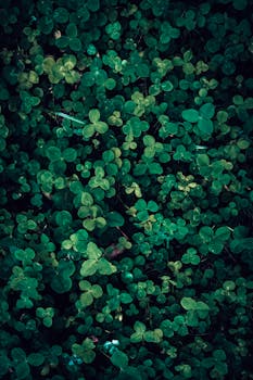 Vibrant clover leaf texture in a lush green meadow, ideal for nature-themed designs.