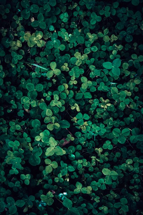 Free Vibrant clover leaf texture in a lush green meadow, ideal for nature-themed designs. Stock Photo