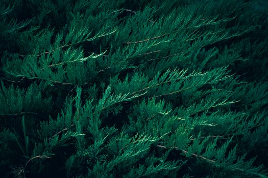 Close-up of vibrant green juniper branches with detailed foliage, creating an elegant background.