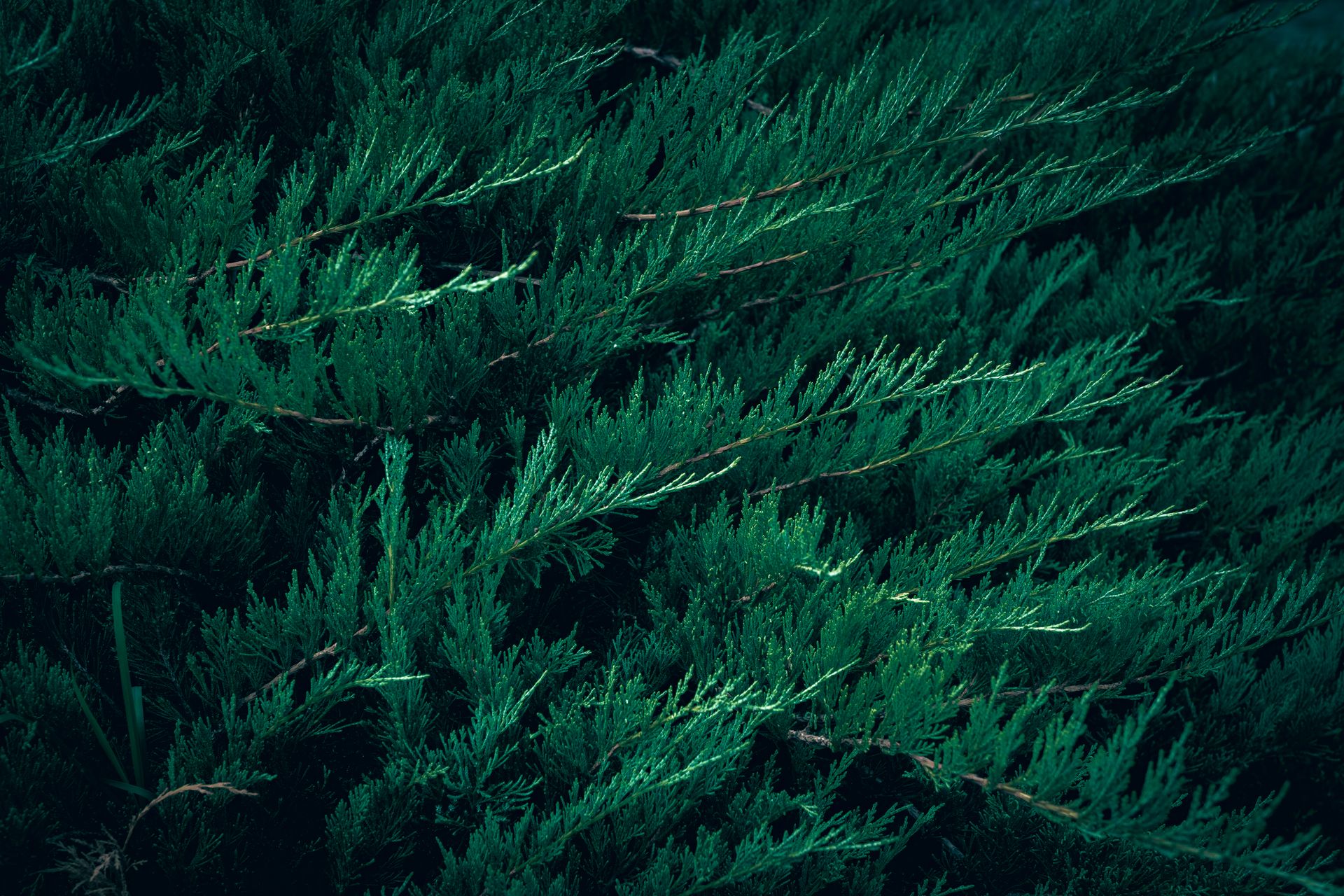 Close-up of vibrant green juniper branches with detailed foliage, creating an elegant background.