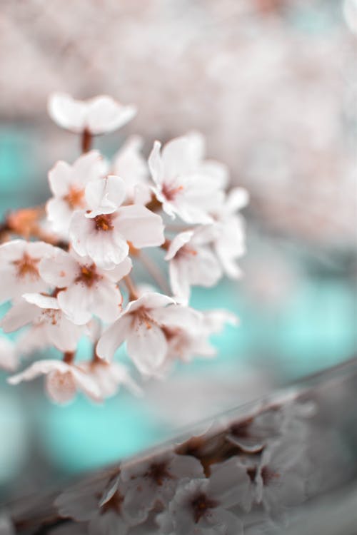 White Petaled Flowers