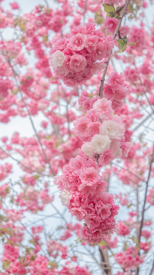 A pink cherry blossom tree with white flowers