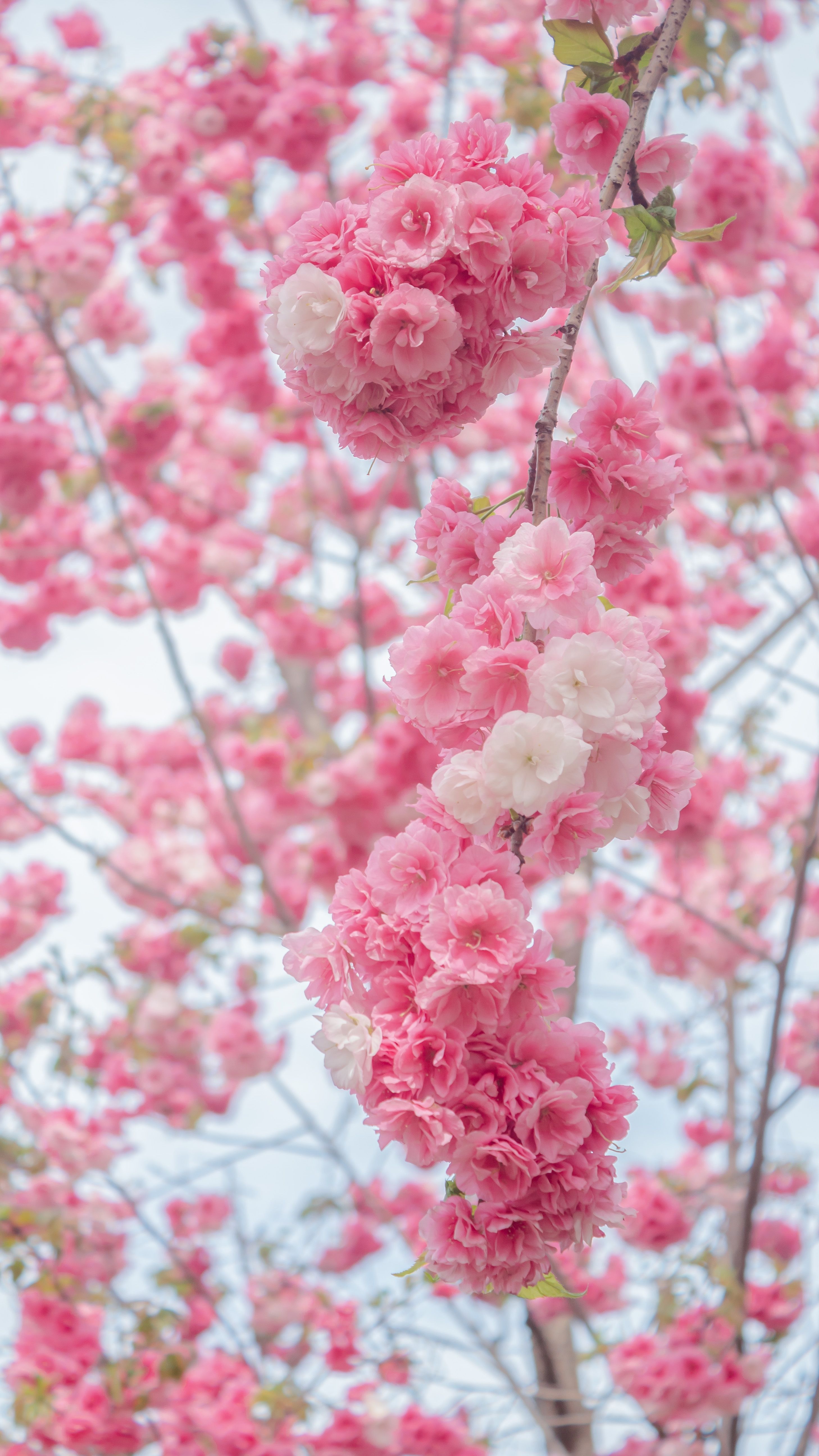 A pink cherry blossom tree with white flowers · Free Stock Photo