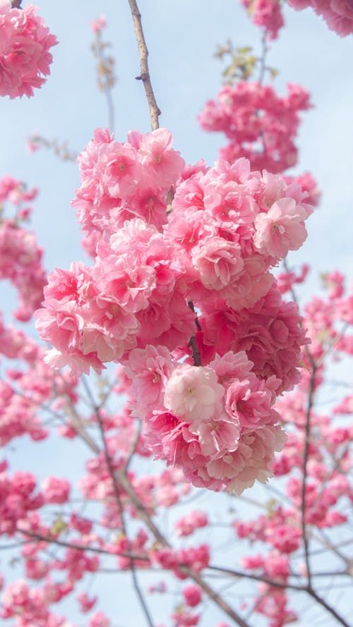 A pink cherry blossom tree with white flowers