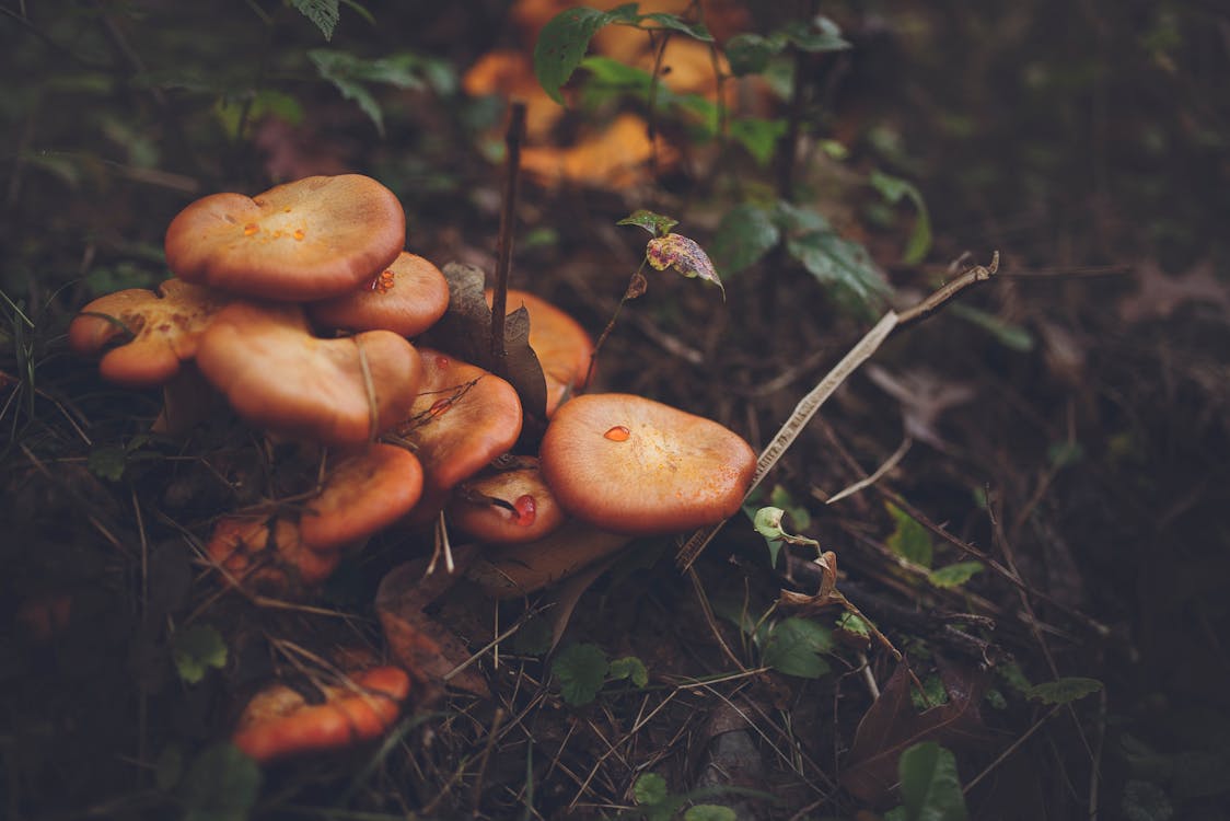 무료 검은 토양에 주황색 버섯 스톡 사진