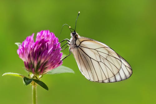 Бесплатное стоковое фото с антенна, антенны, бабочка