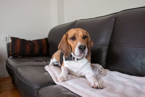 Kostenloses Stock Foto zu beagle, couch, decke